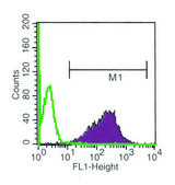 Anti-Shiga Toxin 1, B Subunit (STxB) antibody, Mouse monoclonal clone 13C4, purified from hybridoma cell culture