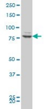 ANTI-ZNF263 antibody produced in mouse clone 2A1, purified immunoglobulin, buffered aqueous solution