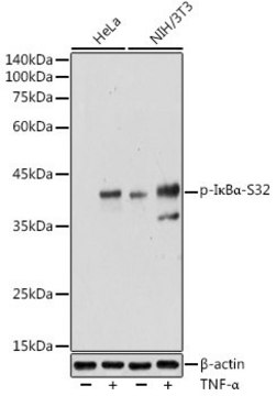 Anti-Phospho-I&#954;B&#945;-S32 antibody produced in rabbit