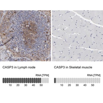 抗-CASP3 兔抗 Prestige Antibodies&#174; Powered by Atlas Antibodies, affinity isolated antibody, buffered aqueous glycerol solution