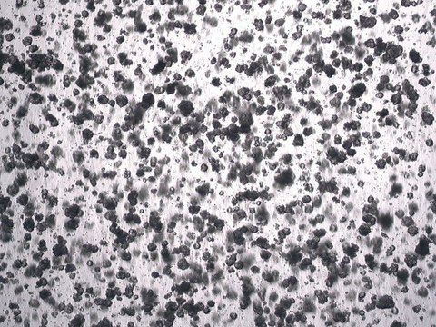 3dGRO&#174; Colorectal Organoids (POP.074.G4)