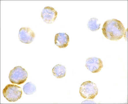 Anti-TLR3 (ab1) antibody produced in rabbit affinity isolated antibody, buffered aqueous solution