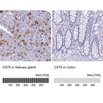 Anti-CST5 antibody produced in rabbit Prestige Antibodies&#174; Powered by Atlas Antibodies, affinity isolated antibody, buffered aqueous glycerol solution