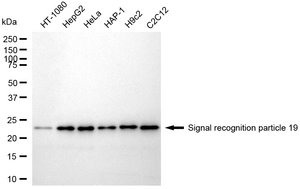 Anti Signal Recognition Particle 19 Antibody, clone 24GB1815, Rabbit Monoclonal clone 24GB1815, recombinant rabbit monoclonal, expressed in HEK293 cells