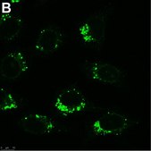 Anti-AIFM2 Antibody, clone 1I15 ZooMAb® Rabbit Monoclonal recombinant, expressed in HEK 293 cells