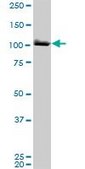 Monoclonal Anti-MCM3 antibody produced in mouse clone 4F7, purified immunoglobulin, buffered aqueous solution