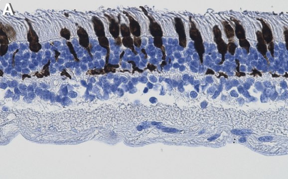 Anti-Arrestin-C Antibody, clone 1I3 ZooMAb&#174; Rabbit Monoclonal recombinant, expressed in HEK 293 cells