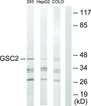 Anti-GSC2 antibody produced in rabbit affinity isolated antibody