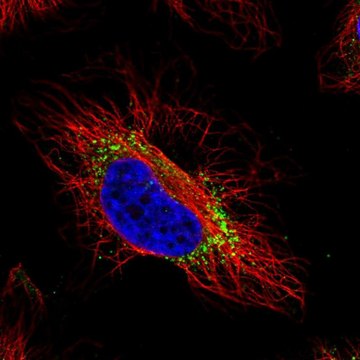 Anti-GTPBP2 antibody produced in rabbit Prestige Antibodies&#174; Powered by Atlas Antibodies, affinity isolated antibody