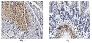 Anti-Tryptophan hydroxylase 1/TPH1 Antibody from rabbit, purified by affinity chromatography