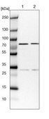 Anti-COG6 antibody produced in rabbit Prestige Antibodies® Powered by Atlas Antibodies, affinity isolated antibody, buffered aqueous glycerol solution