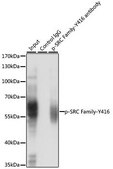 Anti-Phospho-SRC Family-Y416 antibody produced in rabbit