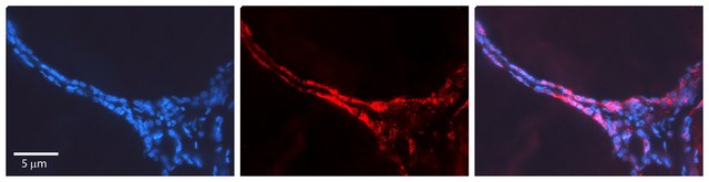 Anti-CUX1, (N-terminal) antibody produced in rabbit affinity isolated antibody