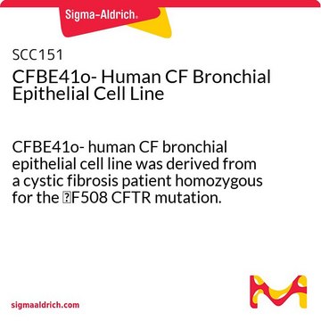 CFBE41o- Human CF Bronchial Epithelial Cell Line CFBE41o- human CF bronchial epithelial cell line was derived from a cystic fibrosis patient homozygous for the &#916;F508 CFTR mutation.