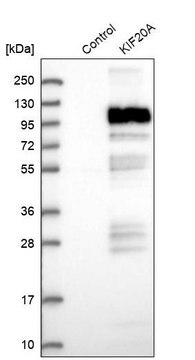 Anti-KIF20A antibody produced in rabbit Prestige Antibodies&#174; Powered by Atlas Antibodies, affinity isolated antibody, buffered aqueous glycerol solution