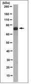 Anti-PKCζ Antibody, clone 14B12.3 clone 4B12.3, from mouse