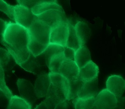 Anti-Cortactin (GK-18) antibody produced in rabbit IgG fraction of antiserum, buffered aqueous solution