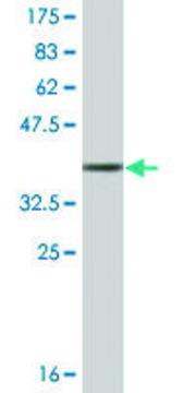 Monoclonal Anti-TNNT3, (C-terminal) antibody produced in mouse clone 1H4, ascites fluid