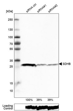 Monoclonal Anti-SDHB antibody produced in mouse Prestige Antibodies&#174; Powered by Atlas Antibodies, clone CL0349, purified immunoglobulin, buffered aqueous glycerol solution