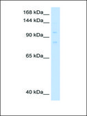 Anti-MCM8 antibody produced in rabbit affinity isolated antibody