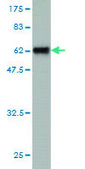 Monoclonal Anti-SLC25A11 antibody produced in mouse clone 3G4, purified immunoglobulin, buffered aqueous solution
