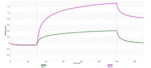 Anti-SGLT-1 Antibody, clone 1K16 ZooMAb® Rabbit Monoclonal recombinant, expressed in HEK 293 cells
