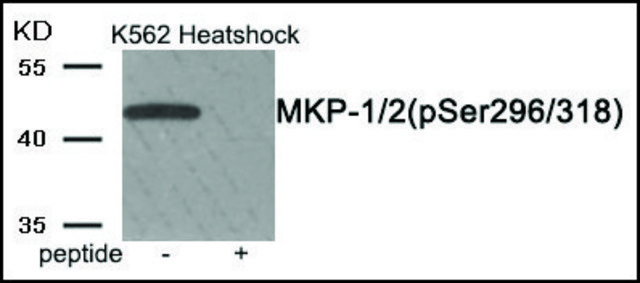 Anti-phospho-MKP-1/2 (pSer296/318) antibody produced in rabbit affinity isolated antibody