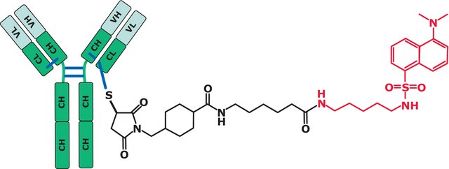 SigmaMAb Antibody Drug Conjugate (ADC) Mimic Antibody Cysteine-Fluorophore Conjugate Standard