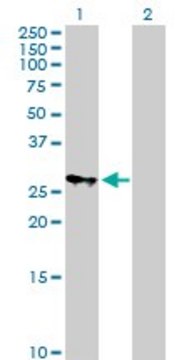 Anti-MRPS18B antibody produced in mouse purified immunoglobulin, buffered aqueous solution