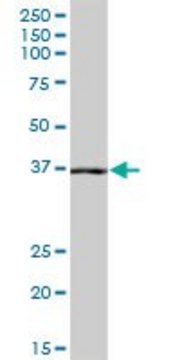 Anti-NANS antibody produced in mouse purified immunoglobulin, buffered aqueous solution