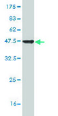 Monoclonal Anti-SAP18 antibody produced in mouse clone 3B2, purified immunoglobulin, buffered aqueous solution