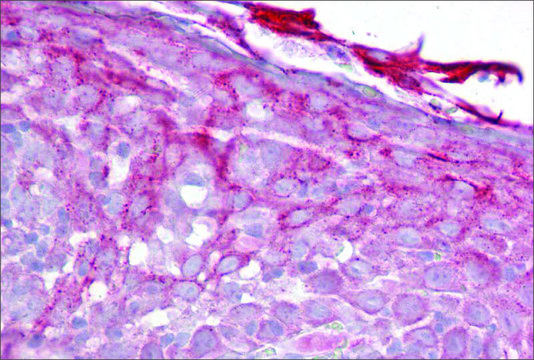 Anti-CFP antibody produced in rabbit affinity isolated antibody