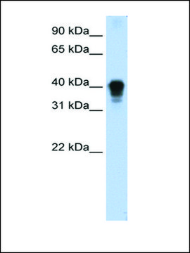 Anti-TIA1 antibody produced in rabbit affinity isolated antibody