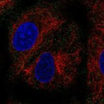 Anti-PEX11B antibody produced in rabbit Prestige Antibodies&#174; Powered by Atlas Antibodies, affinity isolated antibody, buffered aqueous glycerol solution