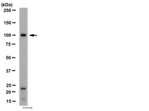 Anti-mGluR4 Antibody from rabbit