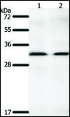 Anti-GEMIN2 antibody produced in rabbit affinity isolated antibody