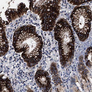 Anti-OLFML2A antibody produced in rabbit Prestige Antibodies&#174; Powered by Atlas Antibodies, affinity isolated antibody, buffered aqueous glycerol solution, Ab1