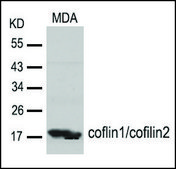 Anti-CCFL1/CFL2 (Ab-88) antibody produced in rabbit affinity isolated antibody