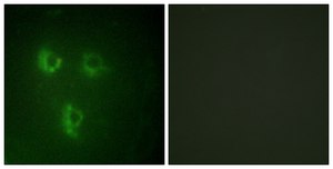 Anti-TMEPA antibody produced in rabbit affinity isolated antibody