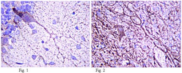 Anti-HCN1 Antibody, clone N70/28 clone N70/28, from mouse