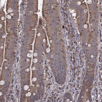 Anti-Pdcd6Ip Antibody Produced In Rabbit Prestige Antibodies&#174; Powered by Atlas Antibodies, affinity isolated antibody, buffered aqueous glycerol solution