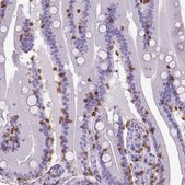 Monoclonal Anti-CD3E antibody produced in mouse Prestige Antibodies® Powered by Atlas Antibodies, clone CL1497, purified immunoglobulin, buffered aqueous glycerol solution