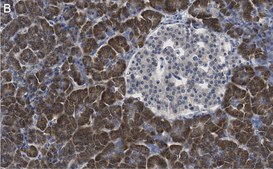 Anti-eIF2A Antibody, clone 2C18 ZooMAb® Rabbit Monoclonal recombinant, expressed in HEK 293 cells