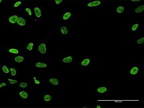 Anti-RALYL antibody produced in mouse purified immunoglobulin, buffered aqueous solution