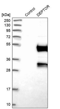 ANTI-DEPTOR antibody produced in rabbit Prestige Antibodies&#174; Powered by Atlas Antibodies, affinity isolated antibody, buffered aqueous glycerol solution, Ab3