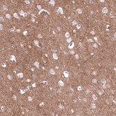 Monoclonal Anti-CDH13 antibody produced in mouse Prestige Antibodies® Powered by Atlas Antibodies, clone CL15368, purified antibody (Protein A)