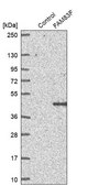 Anti-FAM83F antibody produced in rabbit Prestige Antibodies® Powered by Atlas Antibodies, affinity isolated antibody, buffered aqueous glycerol solution