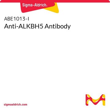Anti-ALKBH5 Antibody