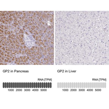 Anti-GP2 antibody produced in rabbit Prestige Antibodies&#174; Powered by Atlas Antibodies, affinity isolated antibody, buffered aqueous glycerol solution