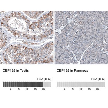 Anti-CEP192 antibody produced in rabbit Prestige Antibodies&#174; Powered by Atlas Antibodies, affinity isolated antibody, buffered aqueous glycerol solution